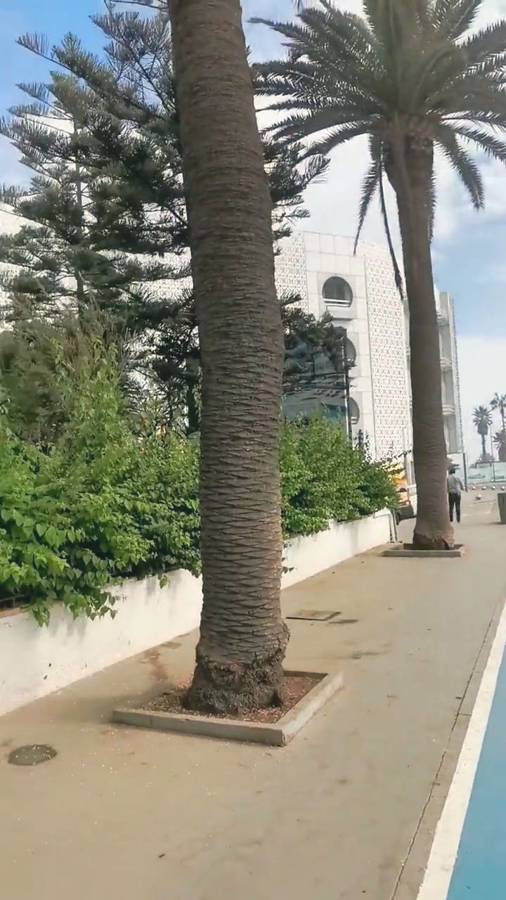 Les palmiers du trottoir, devant l’hôtel